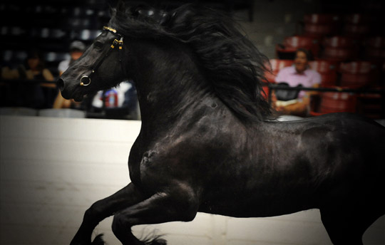 Dream Gait Friesians