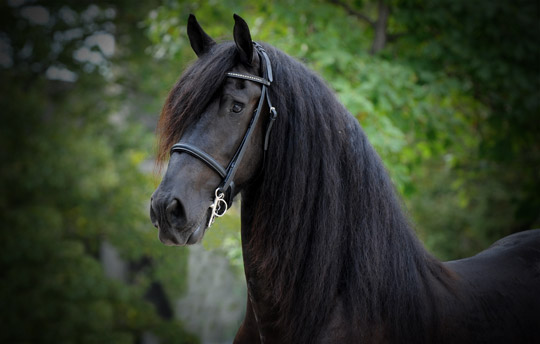 Dream Gait Friesians