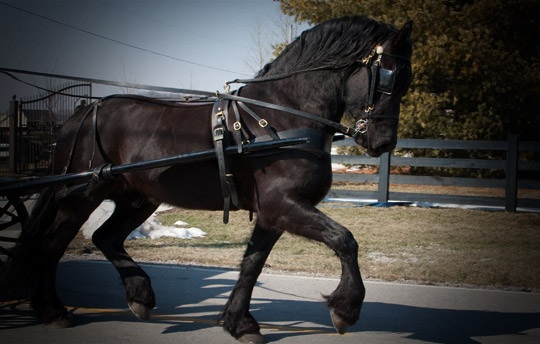 Dream Gait Friesians