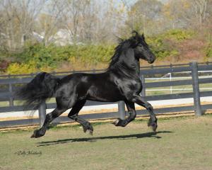 Neo ~ Nanne Gestut Friesenwiese