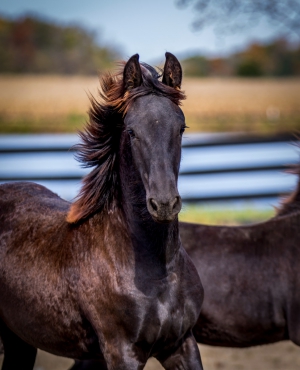 SOLD ~Arya van Dream Gait~ SOLD