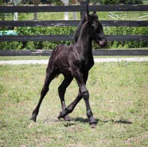 SOLD ~ Draak van Dream Gait ~ SOLD