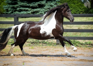 SOLD-Far Hills Mystic Star-SOLD