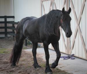 SOLD ~DromenDiva van Dream Gait
